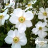 Anémone du Japon blanc (Fleur du Vendredi Saint) - Anemona hupehensis 'Honorine Jobert'