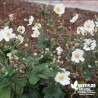 Anémone du Japon blanc (Fleur du Vendredi Saint) - Anemona hupehensis 'Honorine Jobert'