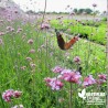 Verveine de Buenos Aires - Verbena bonariensis