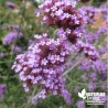 Verveine de Buenos Aires - Verbena bonariensis