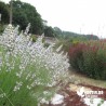 Lavande Blanche - Lavandula angustifolia 'Alba' !