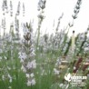 Lavande Blanche - Lavandula angustifolia 'Alba' !