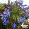 Agapanthe bleue - Agapanthus umbellatus