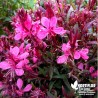 Gaura lindheimeiri rose vif à feuillage pourpre