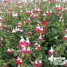 Salvia microphylla 'Hot Lips' - Sauge microphylla 'Hot Lips'