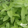 Menthe banane BIO** - Mentha arvensis 'Banana'