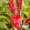 Canna Gourmand vert - Canna edulis