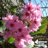 Bergenia cordifolia  rose  - plante des savetiers