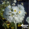 Primula denticulata 'Alba' - Clefs du paradis