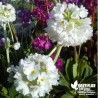 Primula denticulata 'Alba' - Clefs du paradis