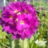 Primula denticulata 'Rubra'- Clefs du paradis