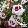 Oeillet anglais 'Coconut Sundae®' - Dianthus plumarius x