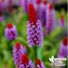 Primevère vialii - Primula vialii (Bonnet d'évêque)