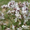 Lychnis flos-cuculi 'White Robin'