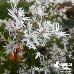 Lychnis flos-cuculi 'White Robin'