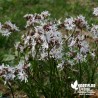 Lychnis flos-cuculi 'White Robin'