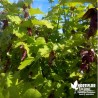 Plante Caramel - Herbe aux faisans dorée - Leycesteria formosa