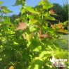 Plante Caramel - Herbe aux faisans dorée - Leycesteria formosa