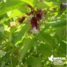 Plante Caramel - Herbe aux faisans dorée - Leycesteria formosa