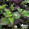 Verveine sucrante - Lippia dulcis