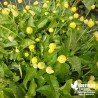 Brède Mafane - Spilanthes oleracea