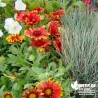 Gaillarde 'Arizona Red Shades' naine - Gaillardia x grandiflora