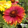 Gaillarde 'Arizona Red Shades' naine - Gaillardia x grandiflora