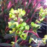 Euphorbe Martinii - Euphorbia x