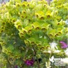 Euphorbe Martinii - Euphorbia x