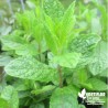 Menthe Mojito - Mentha hemingwayensis