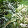 Fougère métallique - Athyrium nipponicum 'Pictum'