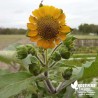 Poire de terre (Yacon) BIO** - Smallanthus sonchifolius