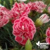 Oeillet anglais 'Coral Reef' - Dianthus plumarius x