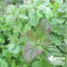 Menthe aquatique BIO** - Mentha aquatica