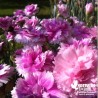 Oeillet anglais 'Iced Gem Lavender' - Dianthus plumarius x