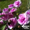 Oeillet anglais 'Iced Gem Lavender' - Dianthus plumarius x