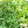 Oca du Pérou BIO** - Oxalis crenata