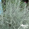 Herbe Curry BIO** - Helichrysum italicum