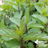 Menthe poivrée BIO** - Mentha piperata