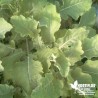 Chou perpétuel Daubenton BIO ** - Brassica oleracea