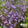 Raiponce BIO**- Campanula rapunculus