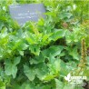 Chenopode Bon Henry BIO** - Chenopodium bonus henricus