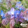 Bourrache BIO** - Borago officinalis