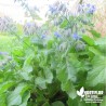 Bourrache BIO** - Borago officinalis