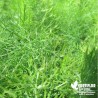 Fenouil vert BIO** - Foeniculum vulgare