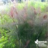 Fenouil bronze BIO** - Foeniculum vulgare purpureum