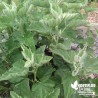 Guimauve officinale BIO ** - Althae officinalis