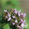 Marjolaine (origan) BIO** - Origanum vulgare