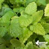 Mélisse-citronnelle BIO** - Melissa officinalis