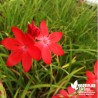 Schizostylis 'Major' - Lis des Cafres